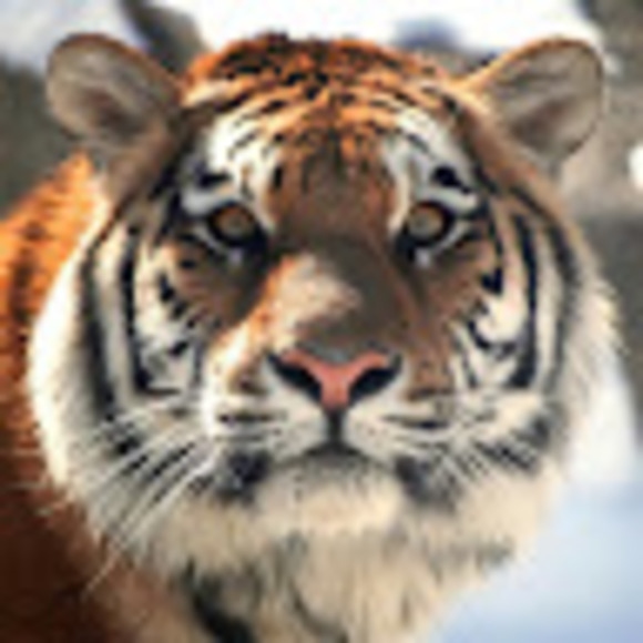 Meet your Posher, Meyer - Picture 1 of 1